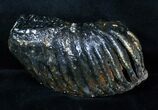 Partial M Mammoth Molar From North Sea #3382-1